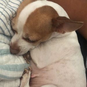 Meet your Posher, Frank